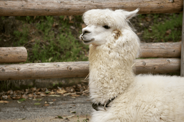 アルパカ